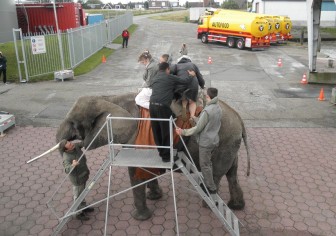 autofood, olifant, tankwagen